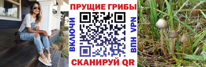 хочу наркоту  Волжский  Псилоцибиновые грибы Psilocybe 